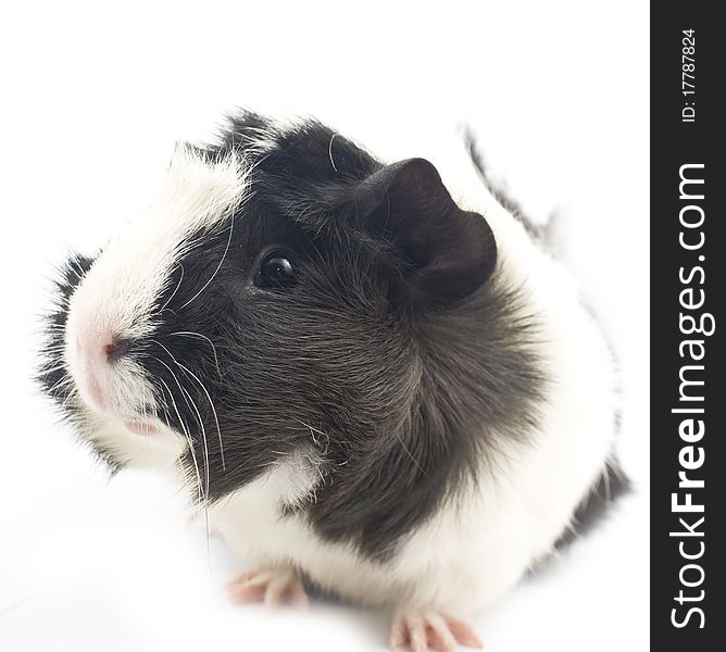 Guinea Pig on white background