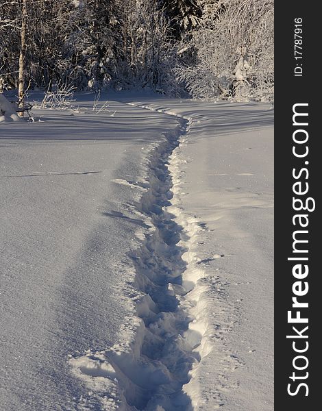 Snowpath in winter fores,russia