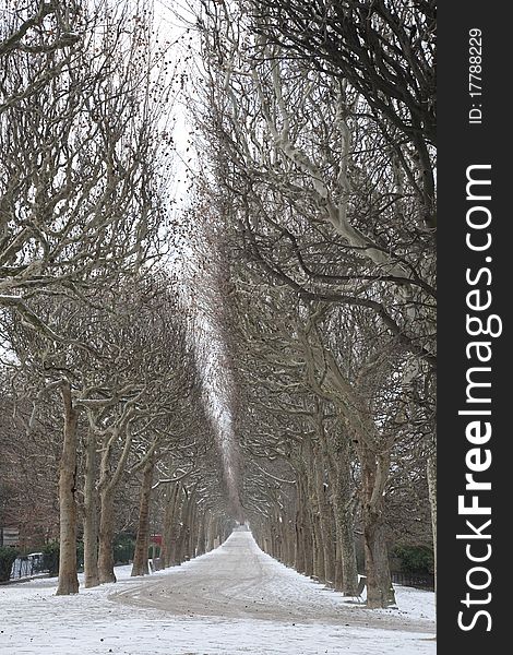 Tree Lined Path in Jardin des Plantes Park in Winter, Paris. Tree Lined Path in Jardin des Plantes Park in Winter, Paris