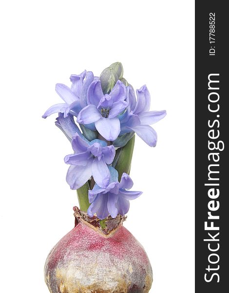 Hyacinth bulb with fresh blue flowers isolated against white