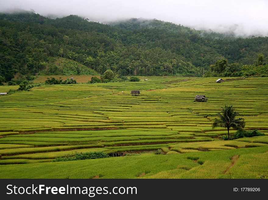 Scenery of golden rice field in late cold season at Mae Jam, Chiangmai, Northern of Thailand.