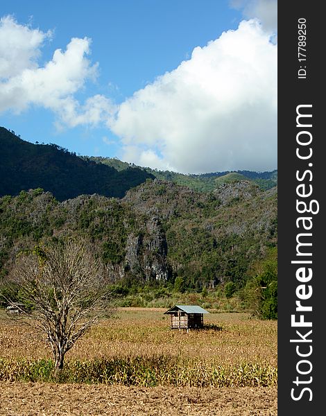 The barn in corn farm after harvest season with limestone mountains background, Rural northern of Thailand