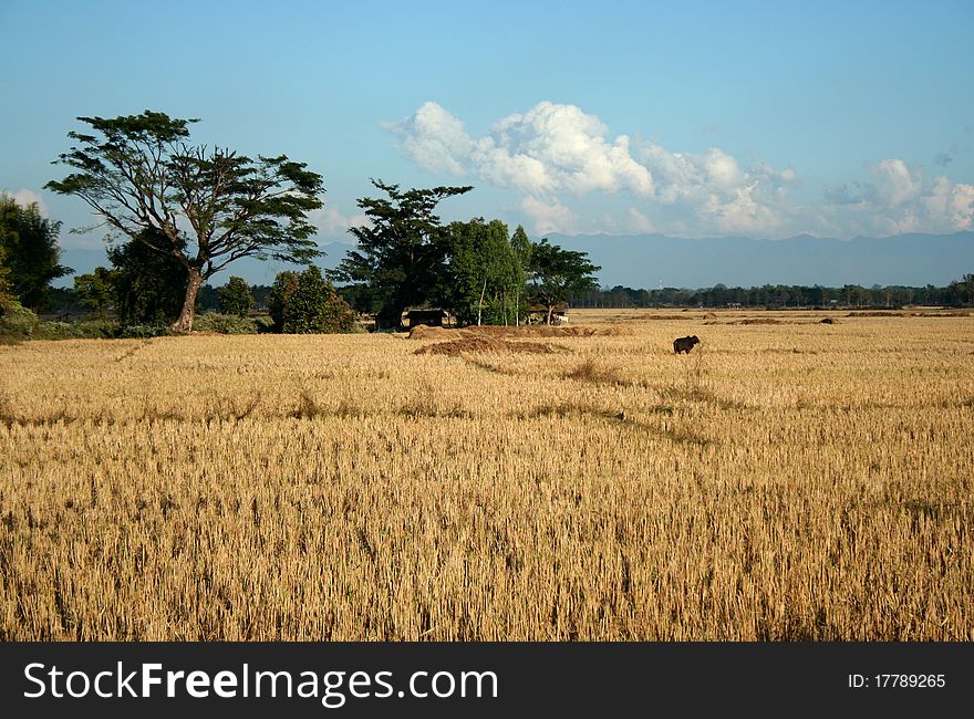 Rice Fields After Harvest