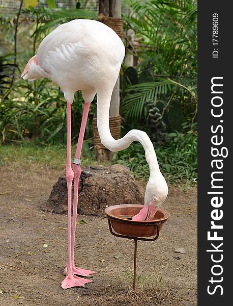 Flamingo often stand on one leg, the other tucked beneath the body.