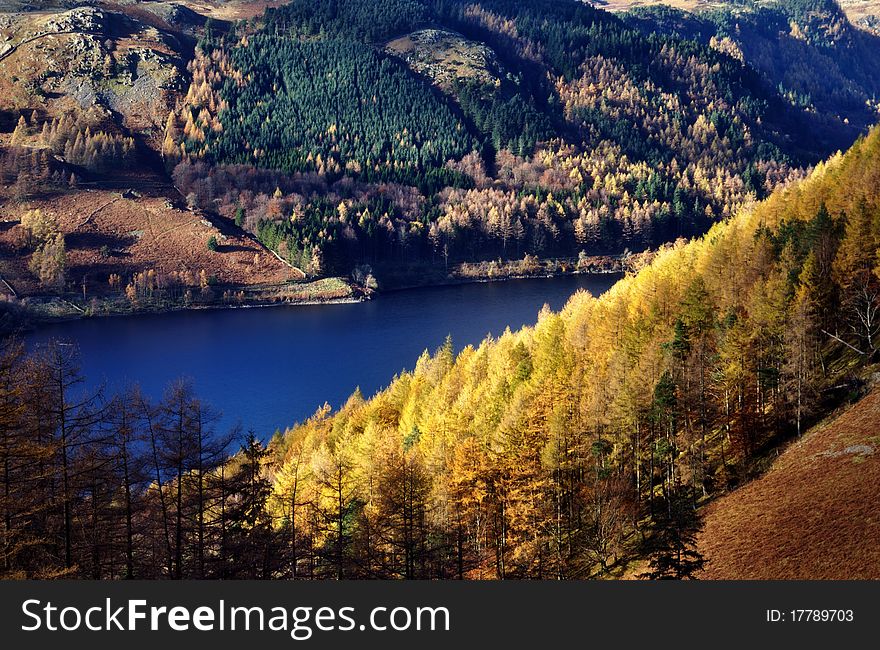 Sunlit Autumn Larches on a hill above Thirlmere, in the English Lake District National Park. Sunlit Autumn Larches on a hill above Thirlmere, in the English Lake District National Park