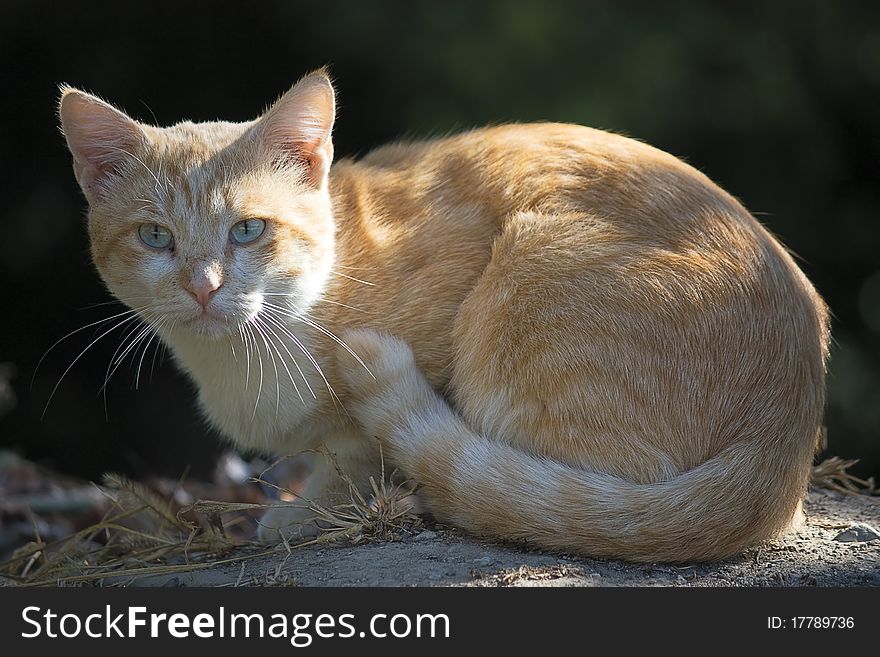 Ginger cat sitting on  ground on  dark background. Ginger cat sitting on  ground on  dark background.