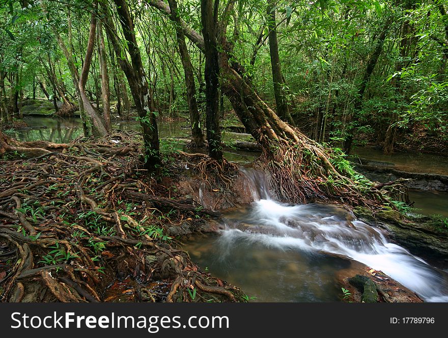 Root wood beautiful of deep forest with small waterfall