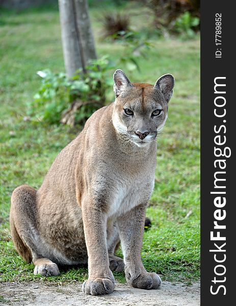 The cougar (Puma concolor), also known as puma, mountain lion, mountain cat, catamount or panther, depending on the region, is a mammal of the family Felidae, native to the Americas.