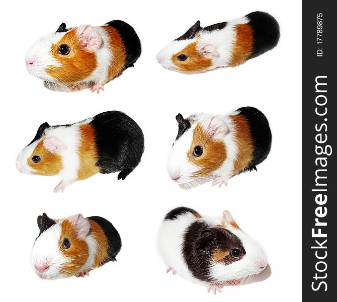 Guinea pig collection
 isolated on white
