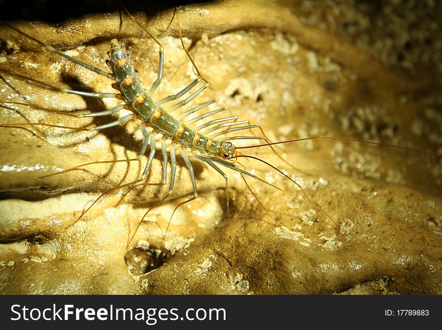 Close up of a cave centipede