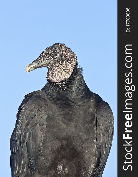 Black Vulture (Coragyps atratus) in Everglades National Park