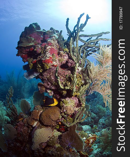 Coral Reef - Rock Beauty Fish