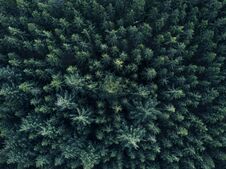 Aerial Overhead View Of Forest Tree Tops In Super Rich Dark Green Color Stock Images