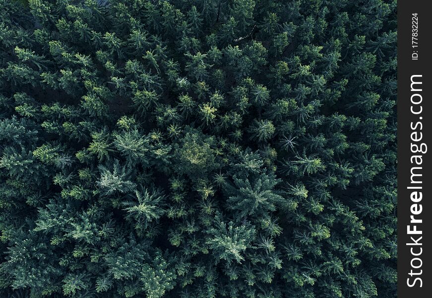 Aerial Overhead View of Tree tops in super rich dark green color shot in Germany. Aerial Overhead View of Tree tops in super rich dark green color shot in Germany