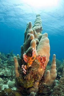 Pillar Coral Stock Photography Pillar Coral Stock Photography