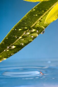 Water Drop And Ant Royalty Free Stock Photos
