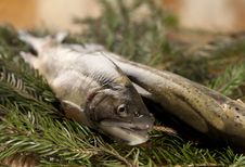 Ready To Cook Fresh Rainbow Trout Stock Image