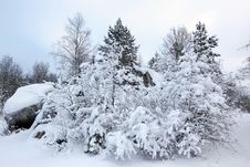 Trees In Snow In The Winter Forest Stock Images Trees In Snow In The Winter Forest Stock Images