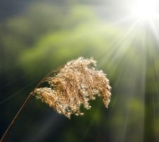 Meadow Grass And Sun Royalty Free Stock Photography Meadow Grass And Sun Royalty Free Stock Photography