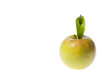 Green Apple With Green Leaf Stock Photography