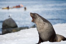 Fur Seal Growl Stock Photo