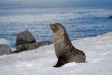 Fur Seal Pose Royalty Free Stock Image