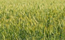 Field Of Rye Royalty Free Stock Images Field Of Rye Royalty Free Stock Images