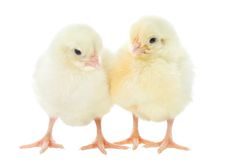 Two Small Chicks Stock Images Two Small Chicks Stock Images