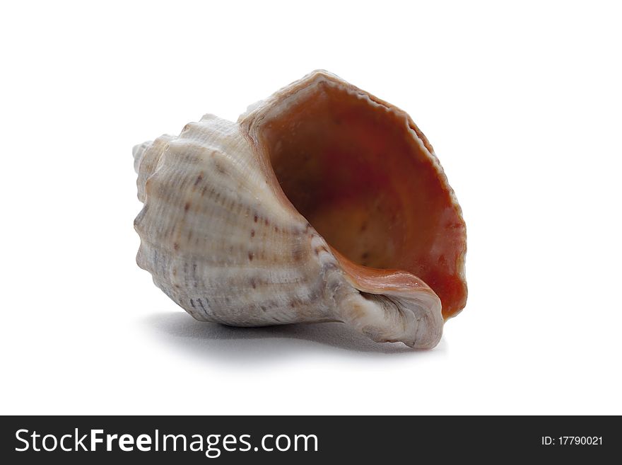 Big cockleshell isolated on the white background