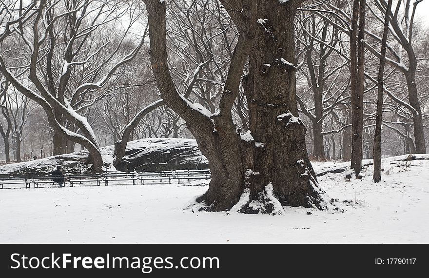 Snow storm in Central Park New York City