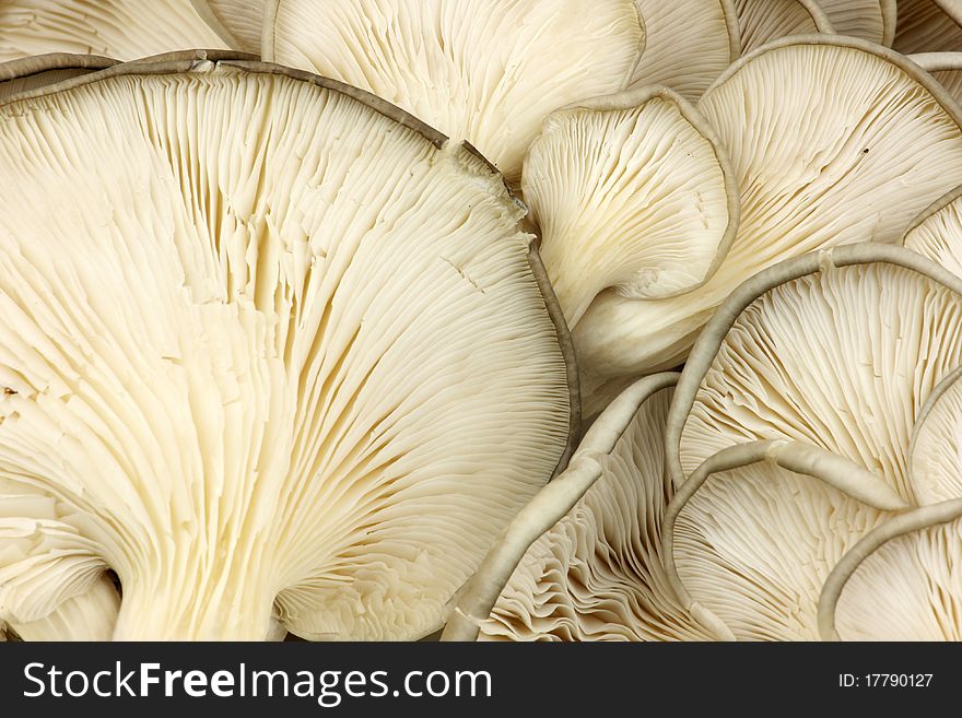 Close-close-up of fresh mushrooms