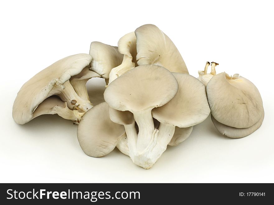 Beautiful isolated tasty mushrooms on white background