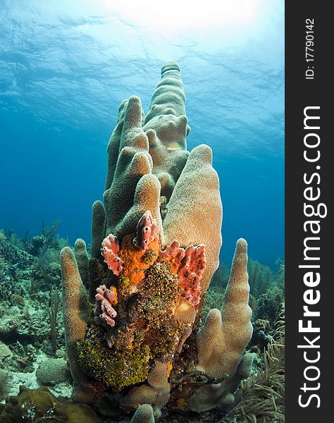Tall pillar coral on coral reef