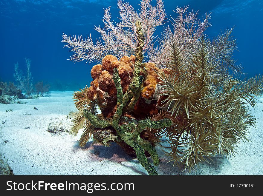 Small coral garden in the sand with sponges