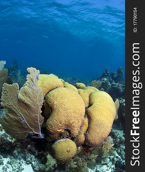 Brain corals with sea fan in animal commuinity. Brain corals with sea fan in animal commuinity
