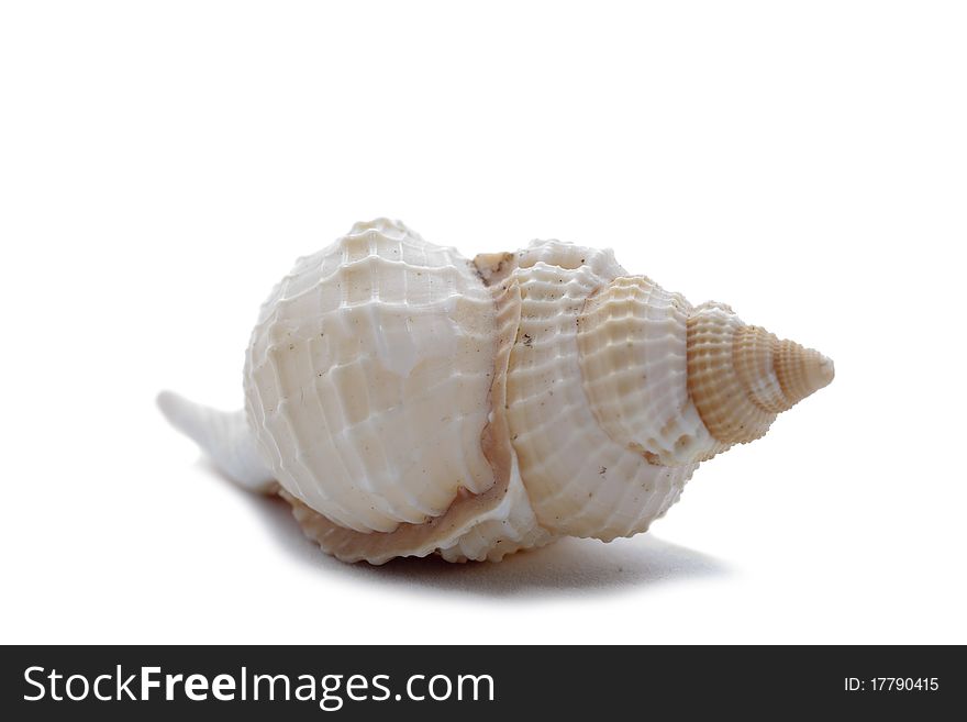 Big cockleshell isolated on the white background