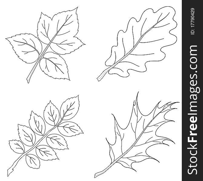 Leaves of plants, nature objects, , set contour. Leaves of plants, nature objects, , set contour