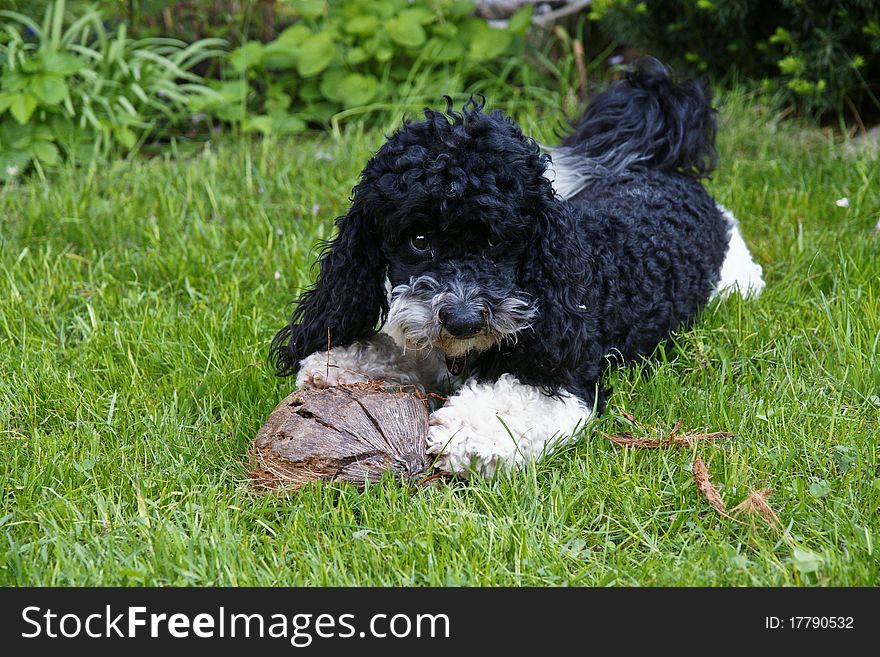 Poodle pup to play at garden