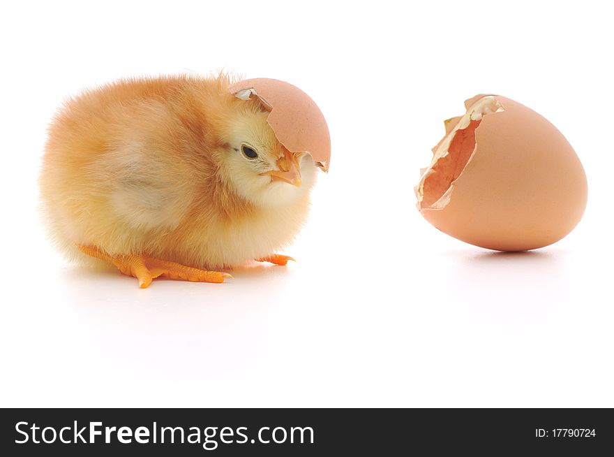 Chicken and an egg shell on white background