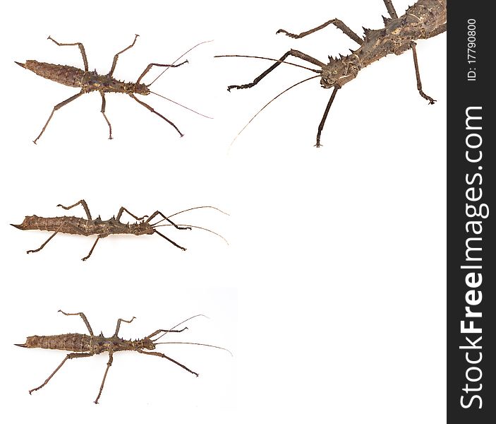 Stick insect collection isolated on white
