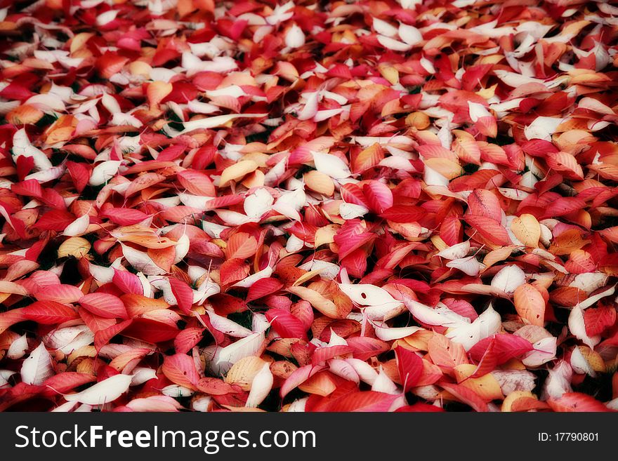 A colorful carpet of Autumn leaves. A colorful carpet of Autumn leaves.