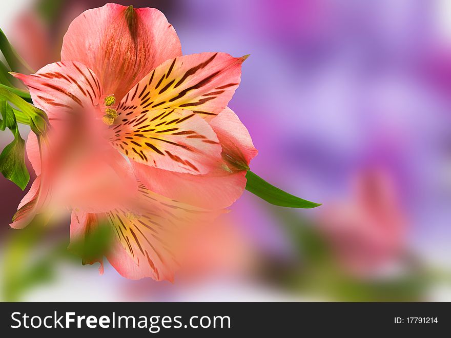 Red flower lily with green leaf on blue background postcard