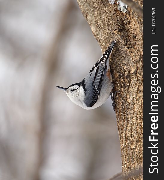 White-breasted nuthatch, Sitta carolinensis, perched on side of a tree