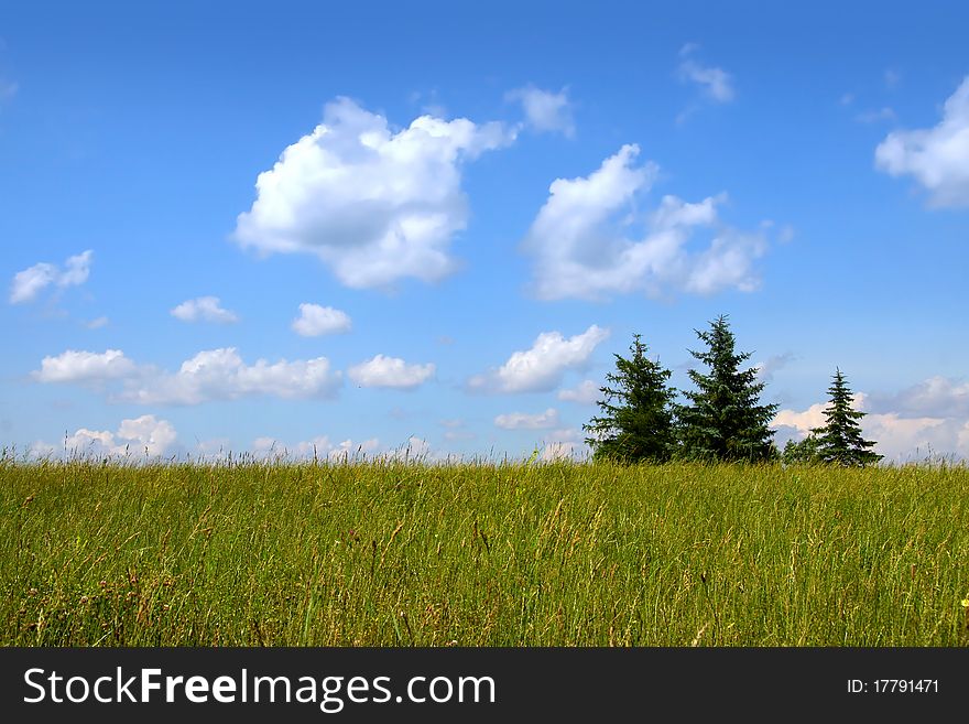 Three pine trees in a meadow with blue sky background
