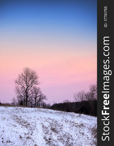 Trees in winter time with colorful sky background