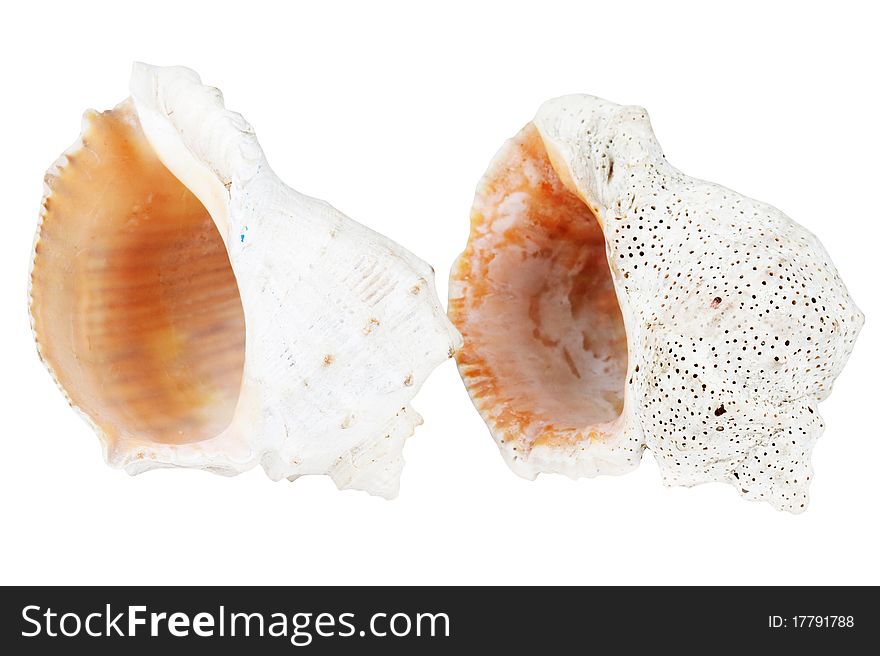 Two marine shells isolated on a white background