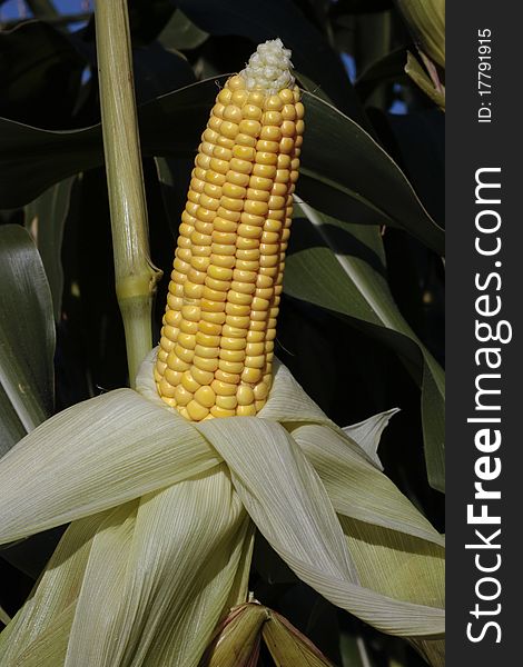 Ripe corn in crop field