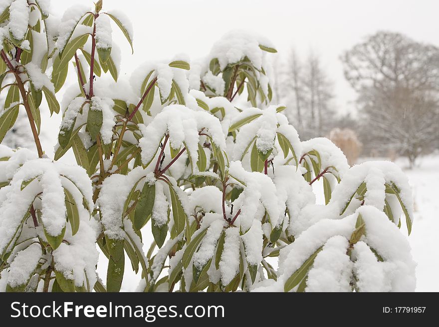 Winter landscape  in snow