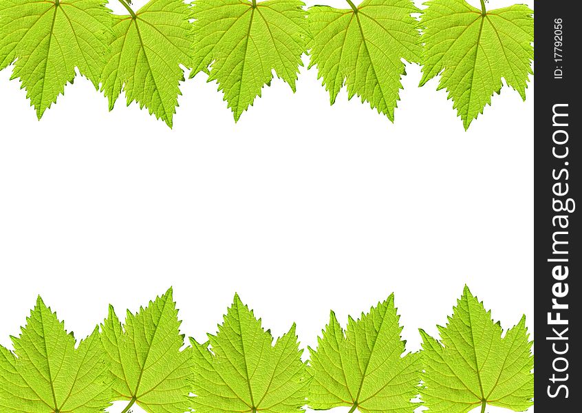 Green grape leaf frame over white background