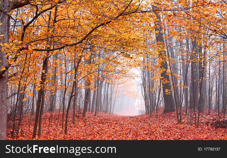 Beautiful autumn scene in Mayberry state  park Michigan